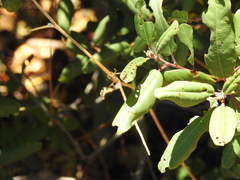 Frangula californica