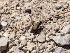 Carabus sylvestris