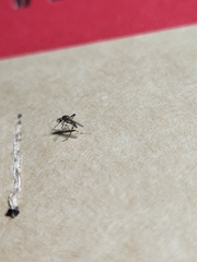 Aedes albopictus