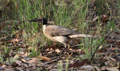 Philemon corniculatus