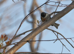 Melithreptus lunatus