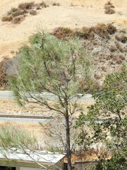 Pinus sabiniana