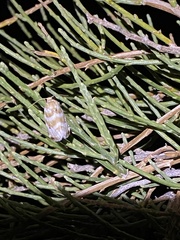 Lepidoptera