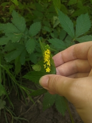 Agrimonia striata