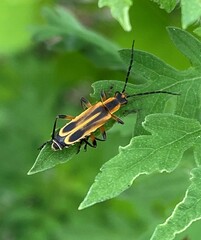 Chauliognathus marginatus