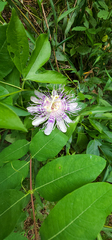 Passiflora incarnata