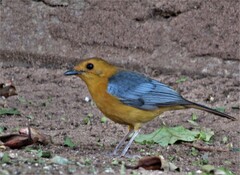 Cossypha natalensis natalensis