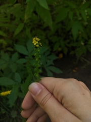 Agrimonia striata