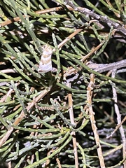 Lepidoptera