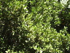 Rhamnus alaternus