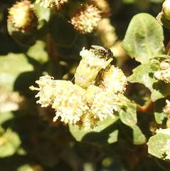 Baccharis pilularis