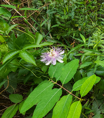Passiflora incarnata