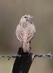 Anthus australis
