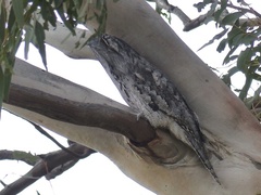 Podargus strigoides