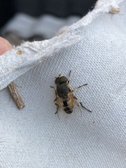 Eristalis arbustorum