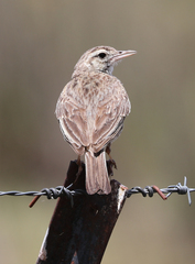 Anthus australis