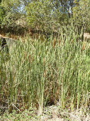 Typha domingensis