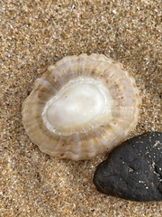 Cellana