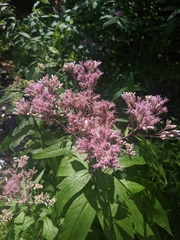 Eutrochium maculatum