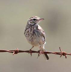 Anthus australis