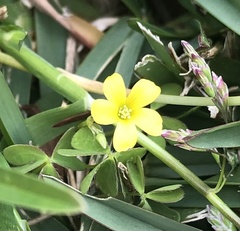 Oxalis exilis