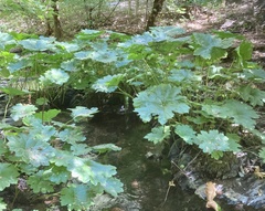 Darmera peltata