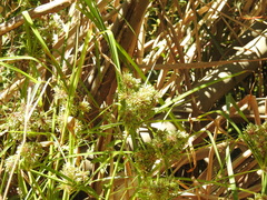 Cyperus eragrostis