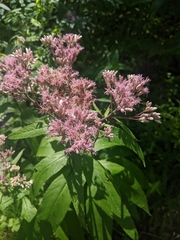 Eutrochium maculatum