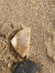 Cellana