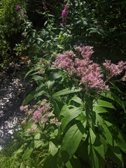 Eutrochium maculatum