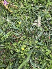 Oxalis exilis
