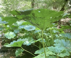 Darmera peltata