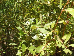 Salix lasiolepis