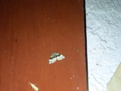 Euphyia intermediata