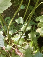 Darmera peltata