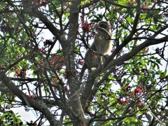 Chlorocebus pygerythrus pygerythrus