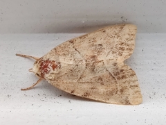 Cosmia trapezina