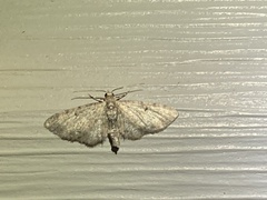 Geometridae