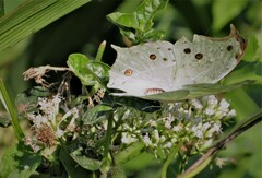Protogoniomorpha parhassus
