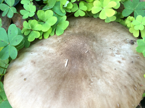 Pluteus brunneidiscus image