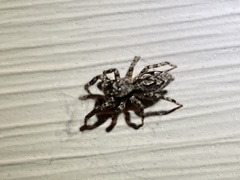 Platycryptus undatus