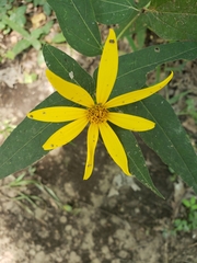 Helianthus divaricatus