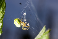 Araniella cucurbitina