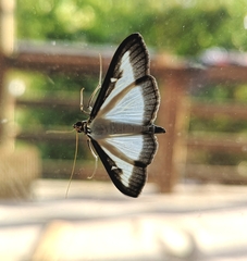 Cydalima perspectalis