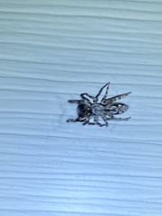 Platycryptus undatus
