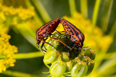 Graphosoma italicum italicum