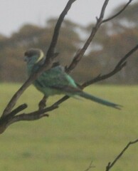 Barnardius zonarius