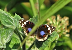 Junonia oenone oenone