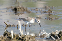 Calidris