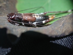 Mogoplistidae